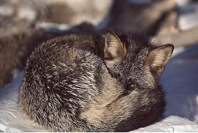 修仙经营模拟游戏《一方灵田》发售在即 游戏现已开启测试